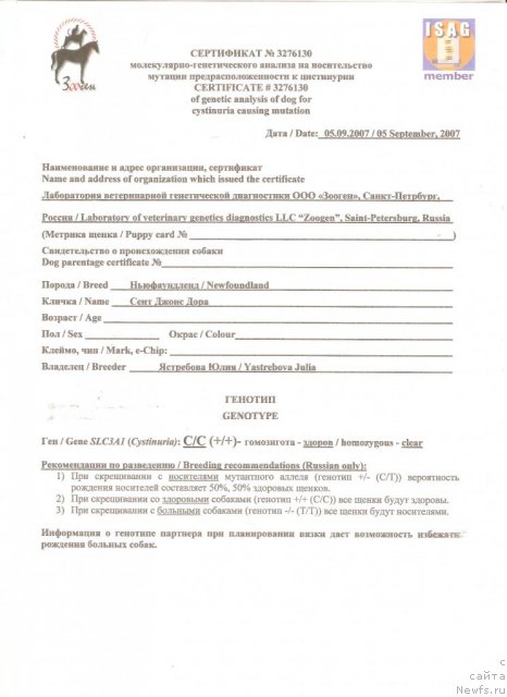 Фото: ньюфаундленд Сент Джонс Дора (Sent Djons Dora)