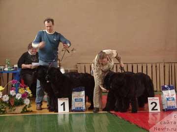 Фото: ньюфаундленд Плюшевая Панда Алекс Шоу (Plushevaya Panda Alex Show), ньюфаундленд Плюшевая Панда Анабелла Бьютифул (Plushevaya Panda Anabella Beautiful)