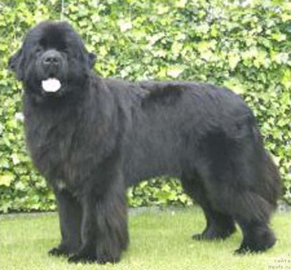 Фото: ньюфаундленд Goldbears Vermont