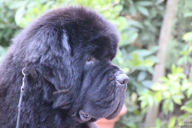 Фотография № 49290