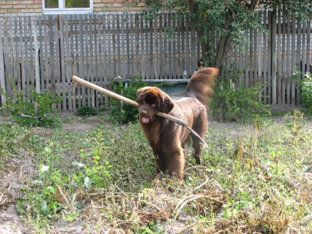 Фото: ньюфаундленд Аристократ от Рафаэллы