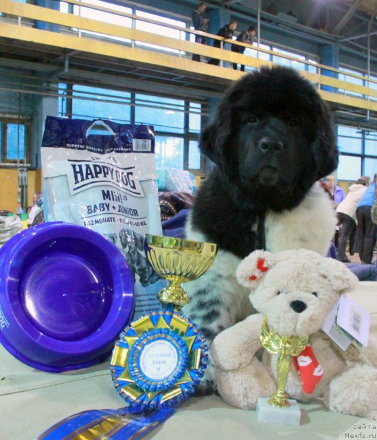 Фото: ньюфаундленд Аквиан Сонг Зес Трибьют ту Фешен