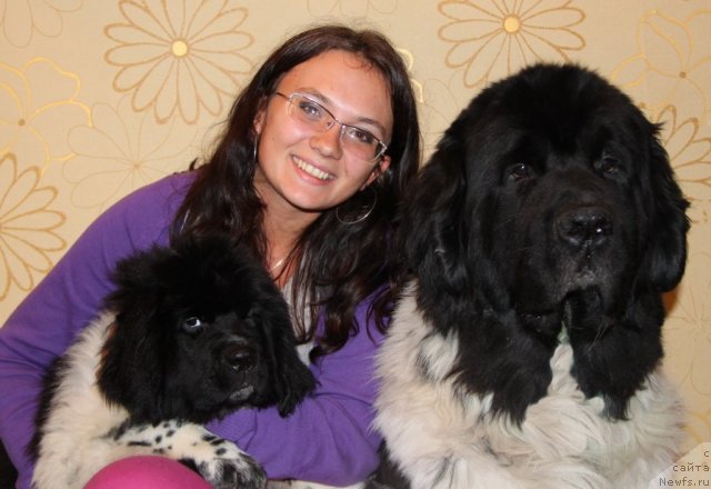 Фото: ньюфаундленд Аквиан Сонг Зест Бьютифул (Akvian Song Zest Beautiful), Ксения Филонова, ньюфаундленд Супер Бизон Арго (Super Bizon Argo)