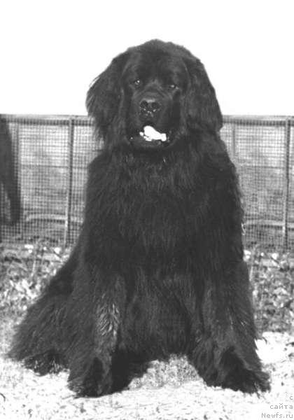 Фото: ньюфаундленд Микки Аскри