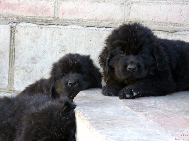 Фото: ньюфаундленд Белли Бёрд, ньюфаундленд Бекки Блум