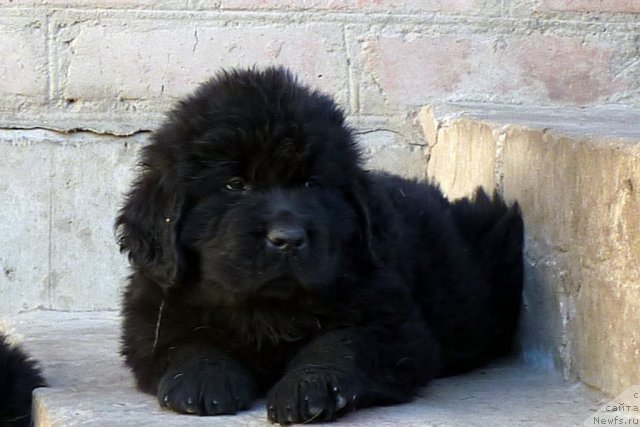 Фото: ньюфаундленд Бекки Блум