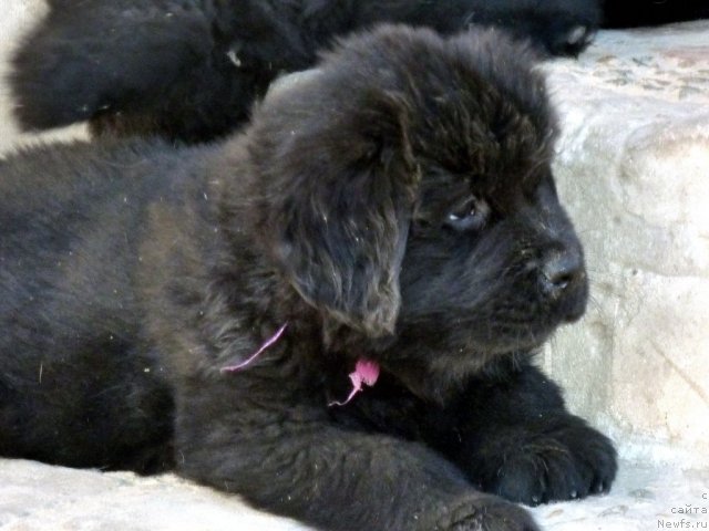 Фото: ньюфаундленд Белли Бёрд