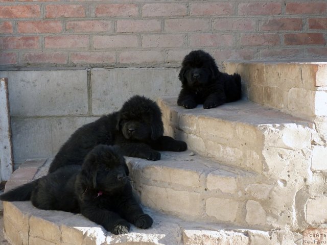 Фото: ньюфаундленд Белли Бёрд, ньюфаундленд Бехер Юлиус Голд, ньюфаундленд Бекки Блум
