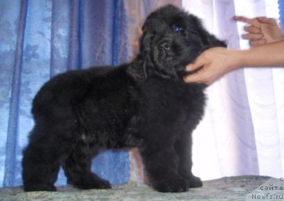 Фото: питомник, Ирина Панюшкина