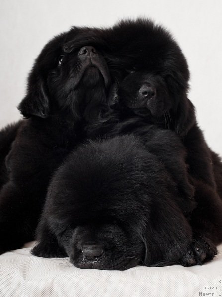 Фотография № 49335