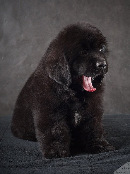 Фотография № 49338