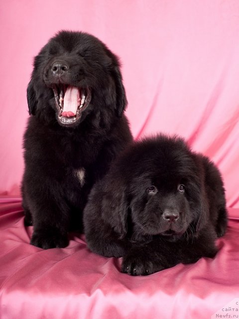 Фотография № 49339