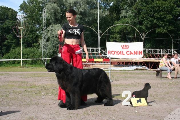 Фото: ньюфаундленд Челеста из Медвежьего Яра (Chelesta   iz Medvejyego Yara)