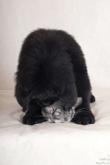 Фотография № 49340