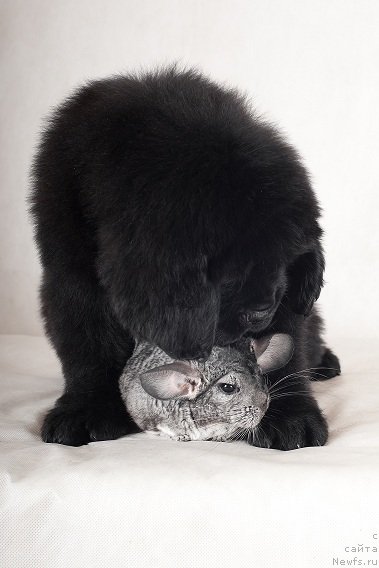 Фото: Щенок питомника Санни Роад