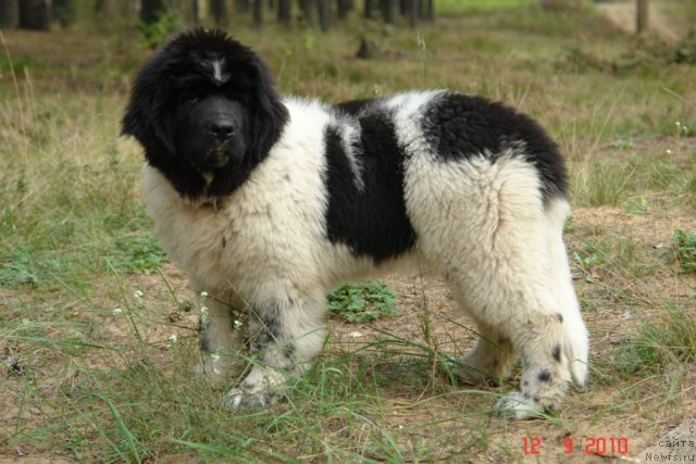 Фотография № 49347