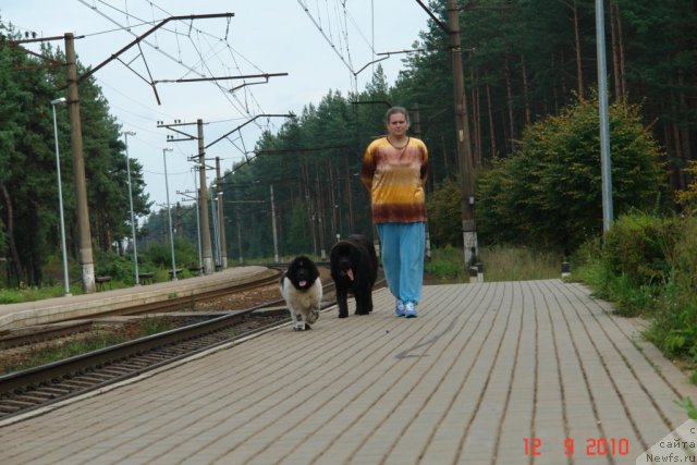 Фото: ньюфаундленд Gimenej Golden Star, ньюфаундленд Аквиан Сонг Зеро Гравити (Akvian Song Zero Graviti), Елена Розенфельд