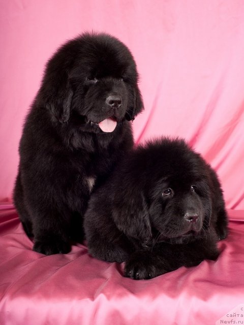 Фотография № 49360