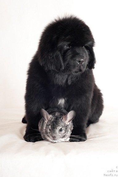 Фотография № 49361