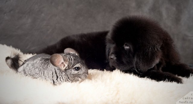 Фото: Щенок питомника Санни Роад