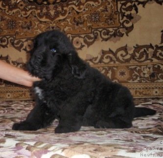 Фото: ньюфаундленд Амулет Гранд Прайз