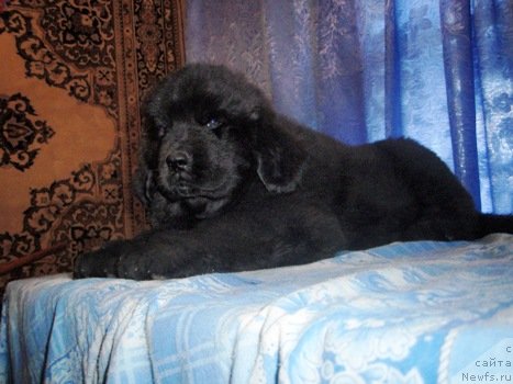 Фото: ньюфаундленд Амулет Гранд Прайз