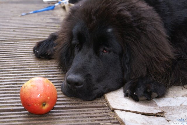 Фото: ньюфаундленд Потап Ярославна