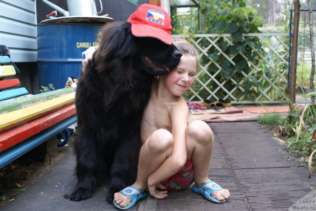 Фото: ньюфаундленд Потап Ярославна