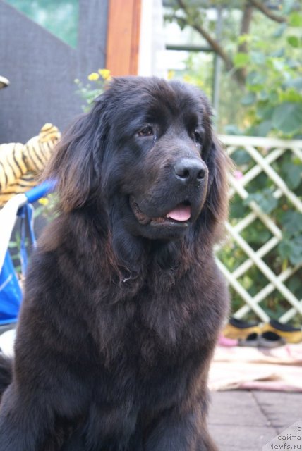 Фото: ньюфаундленд Потап Ярославна