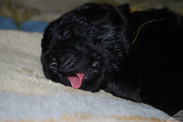 Фото: Ребенок, ньюфаундленд Смигар Империя Страсти