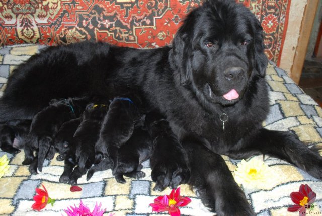 Фото: ньюфаундленд Смигар Империя Страсти, с детьми