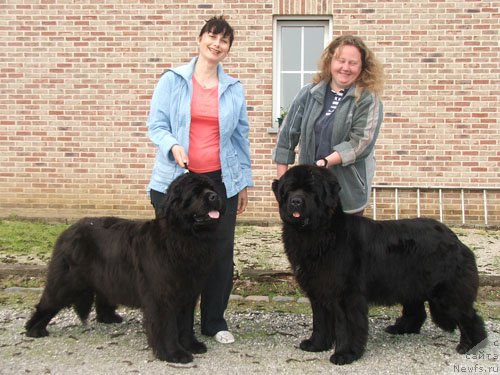 Фото: ньюфаундленд Плюшевая Панда Анабелла Бьютифул (Plushevaya Panda Anabella Beautiful)