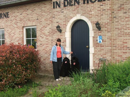 Фото: ньюфаундленд Плюшевая Панда Анабелла Бьютифул (Plushevaya Panda Anabella Beautiful)