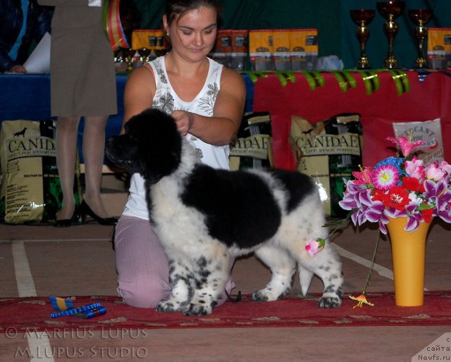 Фото: ньюфаундленд Аквиан Сонг Зес Трибьют ту Фешен