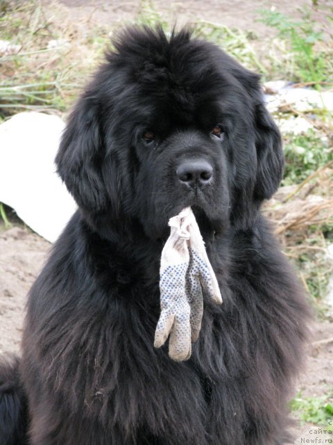 Фото: ньюфаундленд Иван Царевич из Тихого Омута (Ivan Tsarevich iz Tihogo Omuta)