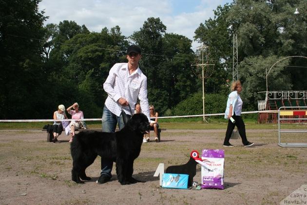 Фото: ньюфаундленд Смигар Очей Очарованье (Smigar Ochey Ocharovanie)