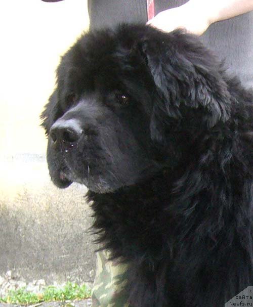 Фотография № 49430