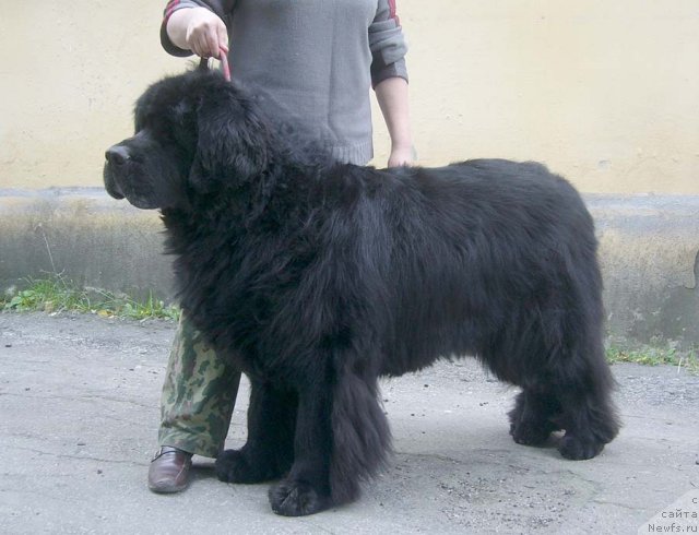 Фото: ньюфаундленд Fiamettahauz Behemoth at Ovatsia (Фиаметтахауз Бегемот эт Овация)