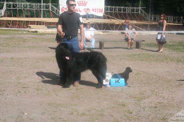 Фото: ньюфаундленд Лови Момент Удачи