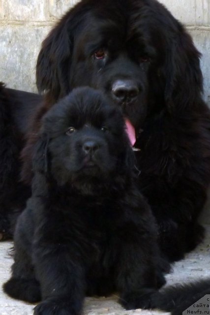 Фото: ньюфаундленд Бекхем Биг Бой, ньюфаундленд Арх Бьюти От Чары Первая (Arh Beauty Ot Chary Pervaya)