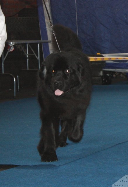 Фотография № 49467