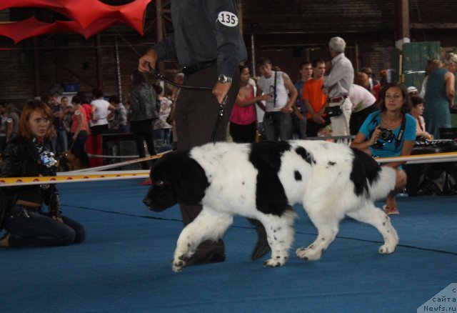 Фото: ньюфаундленд Плюшевая Панда Сит-Белый Лотос