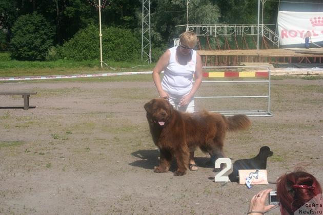 Фото: ньюфаундленд Петер-Беар Осборн Айс Эдамс