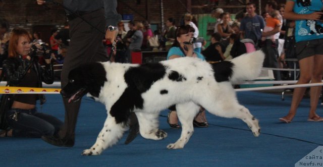 Фото: ньюфаундленд Плюшевая Панда Сит-Белый Лотос