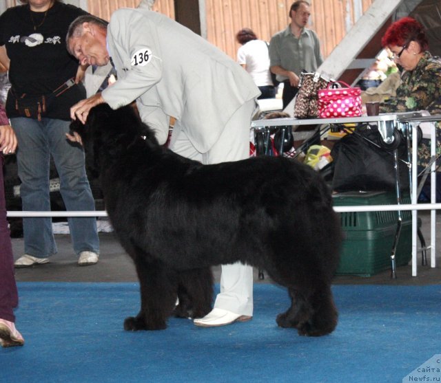 Фото: ньюфаундленд Его Высочество от Сибирского Медведя (Ego Vysochestvo ot Sibirskogo Medvedja)