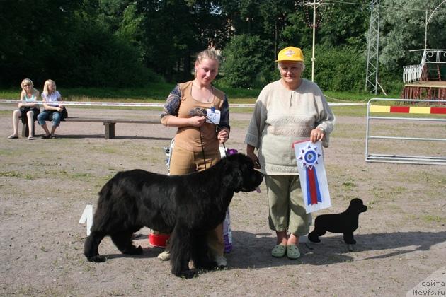 Фото: ньюфаундленд Bjornebandens Push Up Patricia