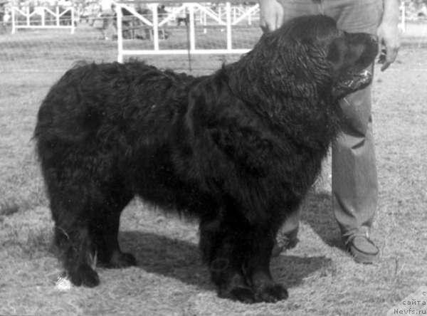 Фото: ньюфаундленд Юкатан Агли