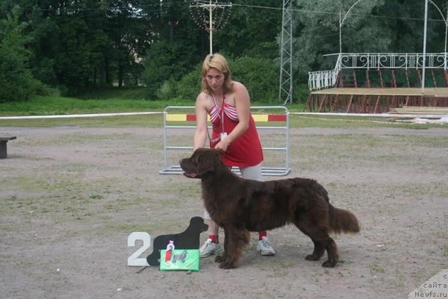 Фото: ньюфаундленд Смигар Рона Марта Рэд