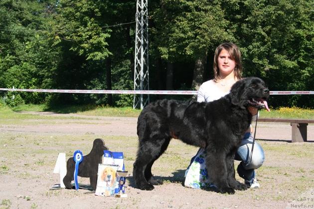 Фото: ньюфаундленд Смигар Центр Вселенной