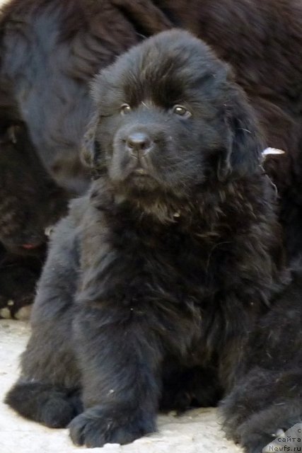 Фото: ньюфаундленд Бекхем Биг Бой